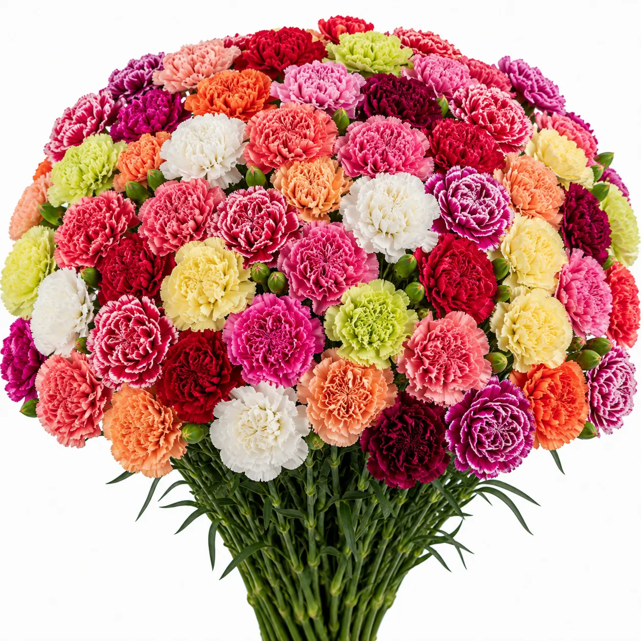 Colombian carnations: what they are and what makes them stand out