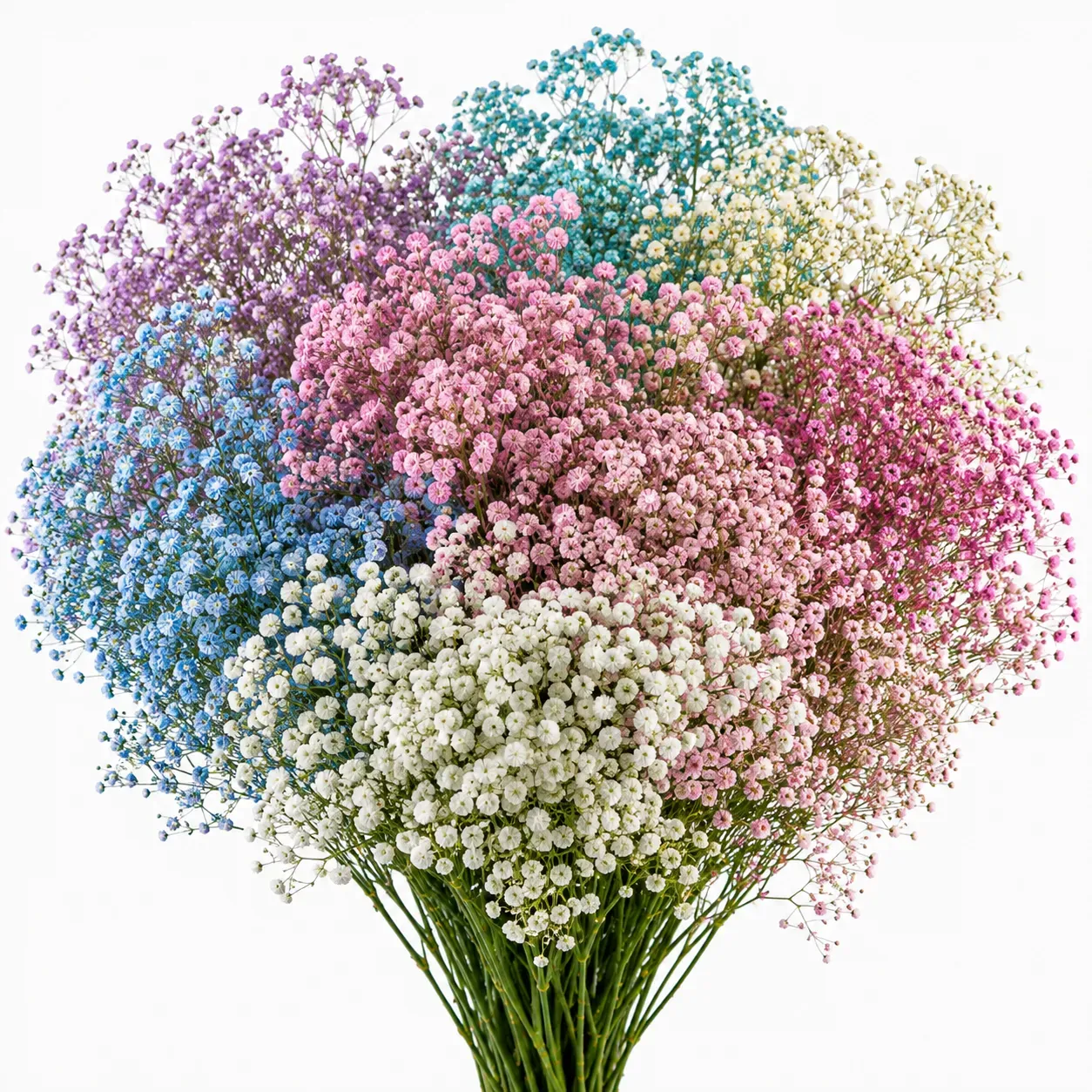 La paniculata: qué es y cómo usarla en ramos y decoración