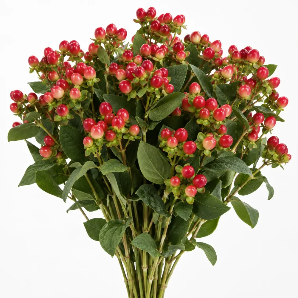 Hipericum 60 CM