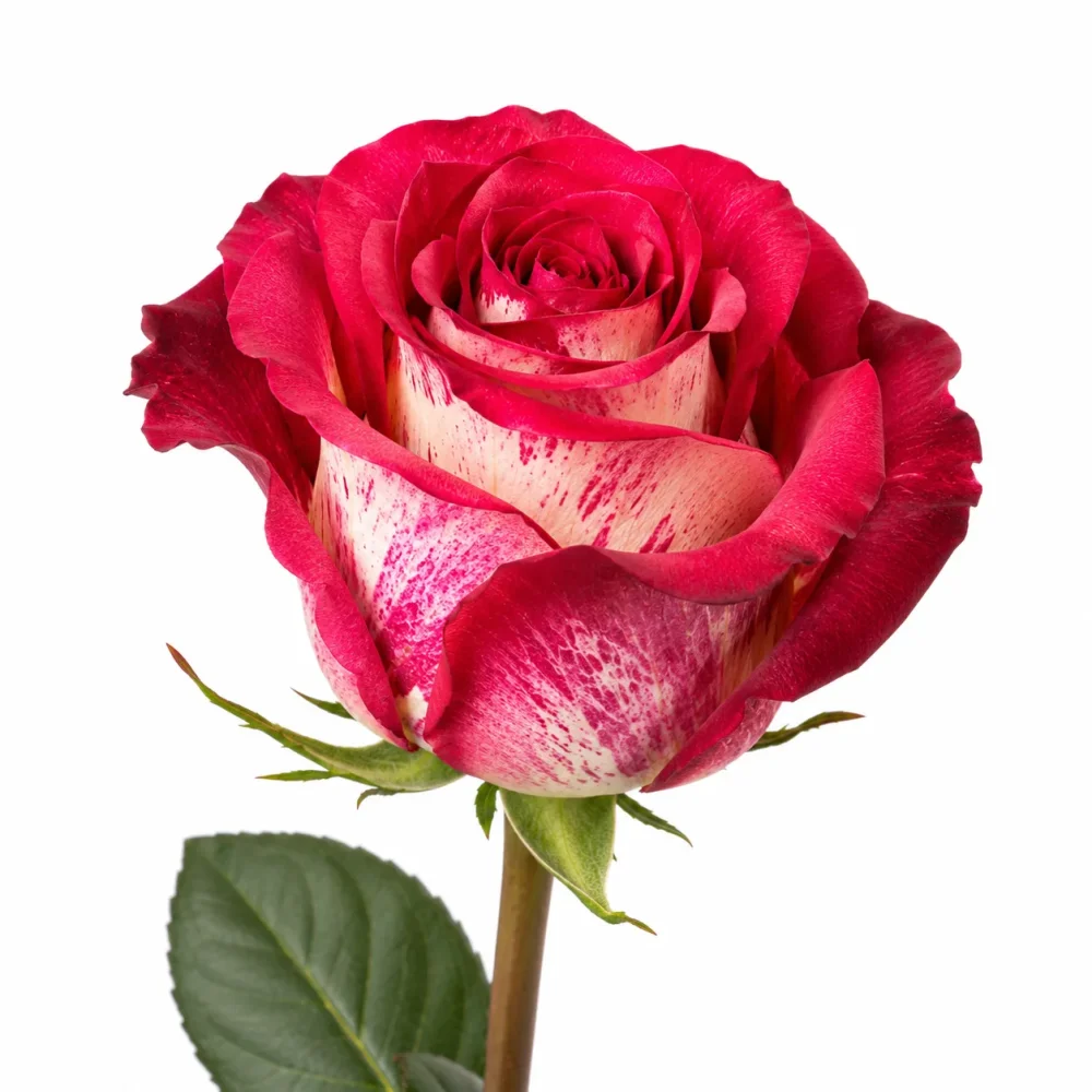Rose 50cm Iguazú