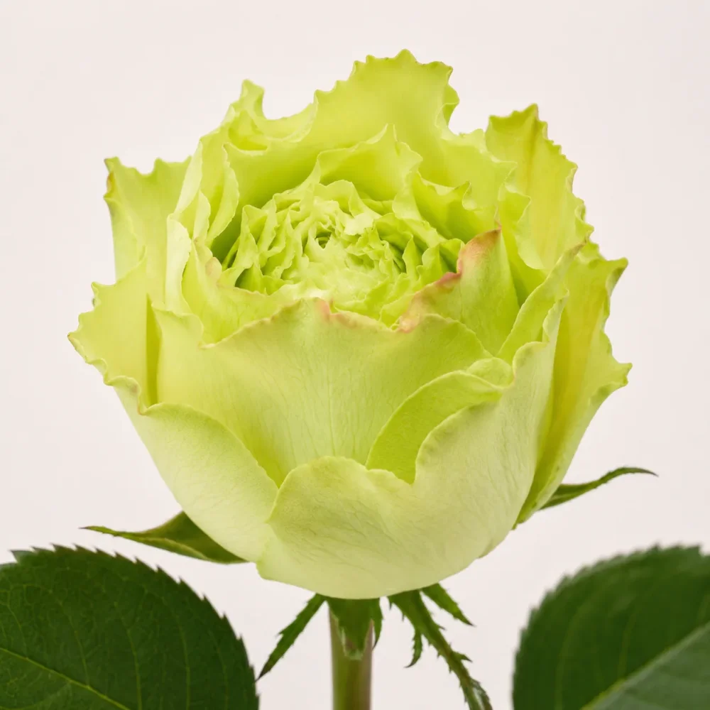 Rose 50cm Lemonade