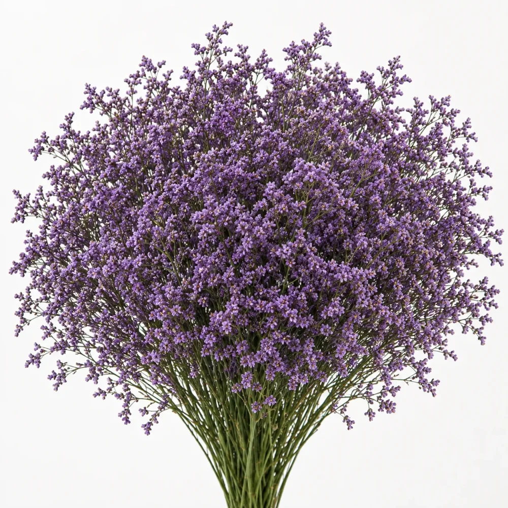 Limonio morado