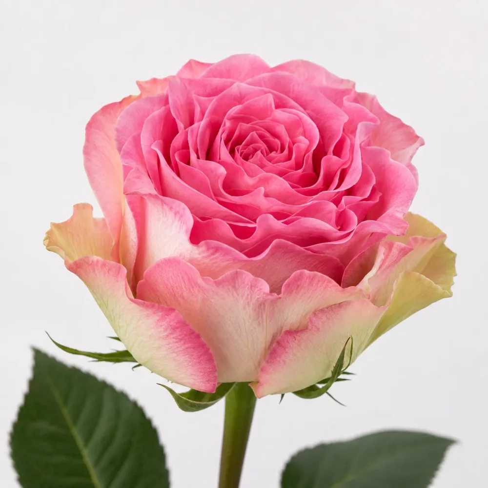 Rose 50cm Malibu