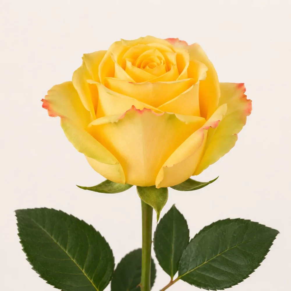 Rose Mohanna 50cm