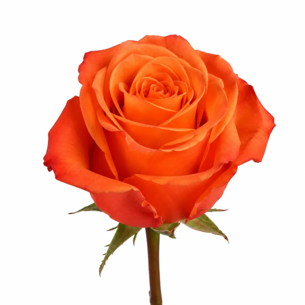 Rose 50cm Orange crush