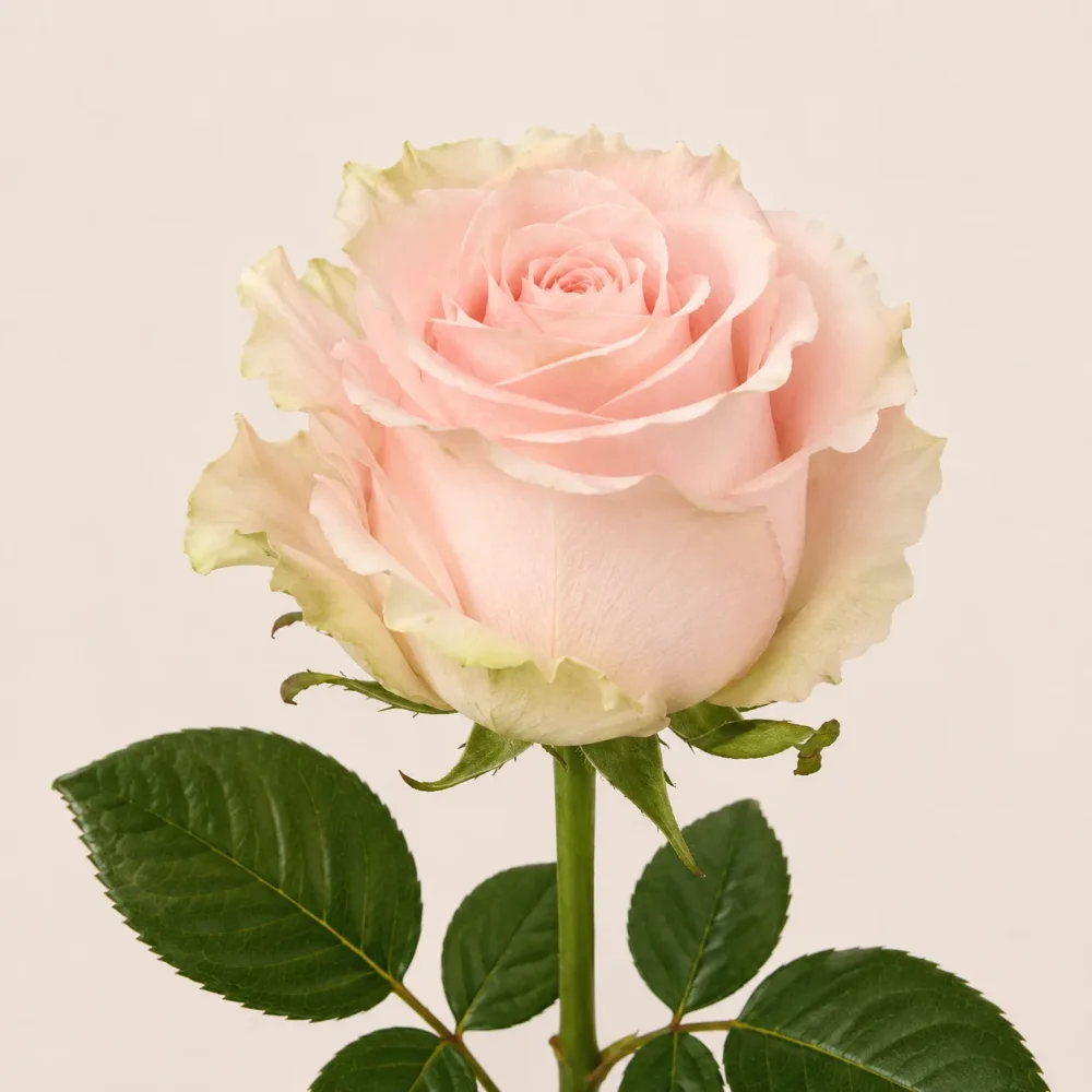 Rose Pink mondial 50cm