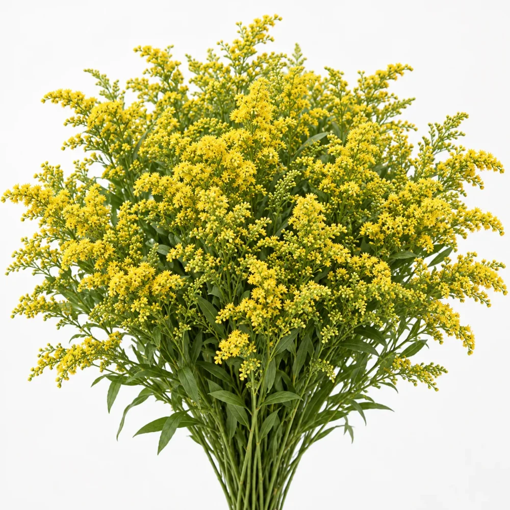 Solidago