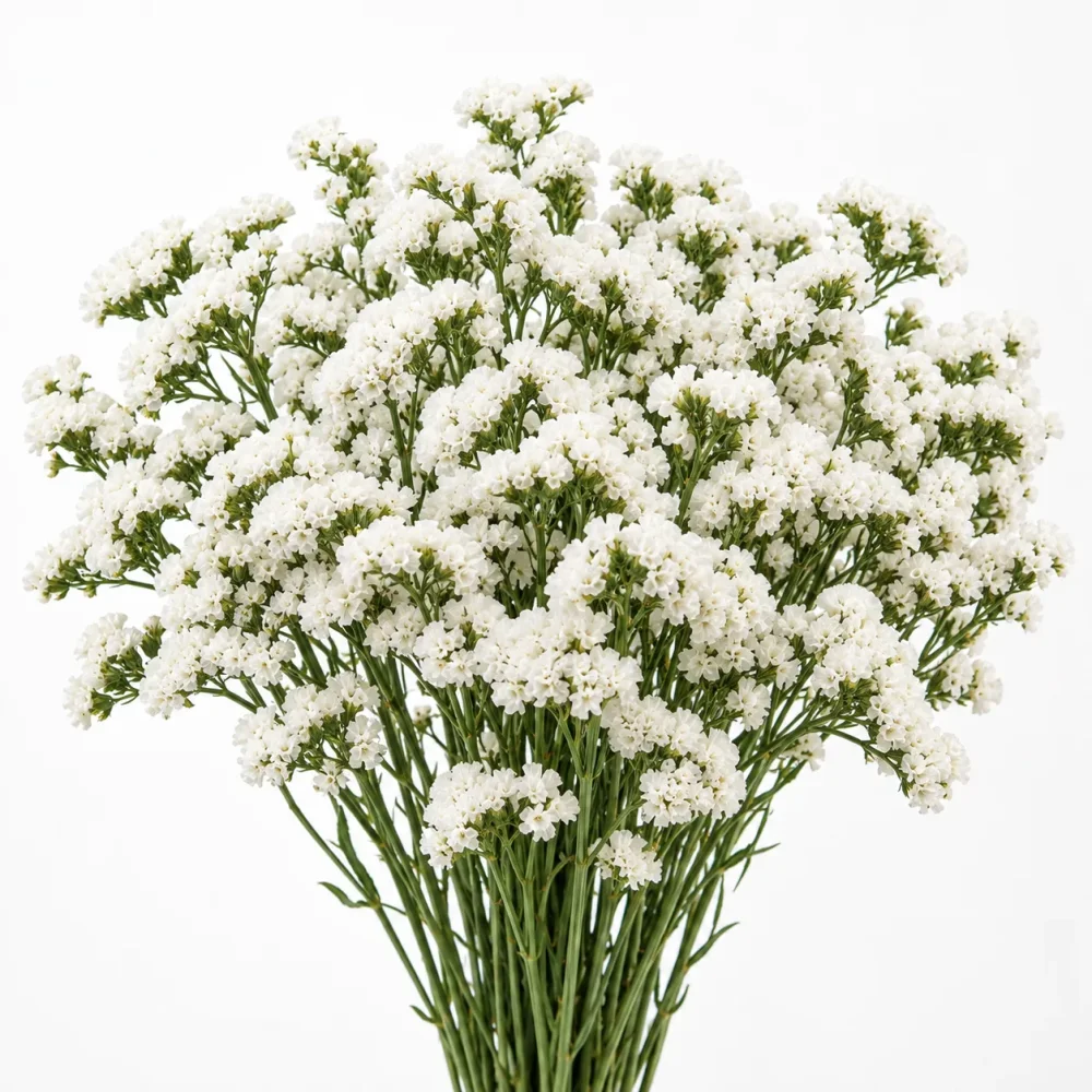 Statice blanco