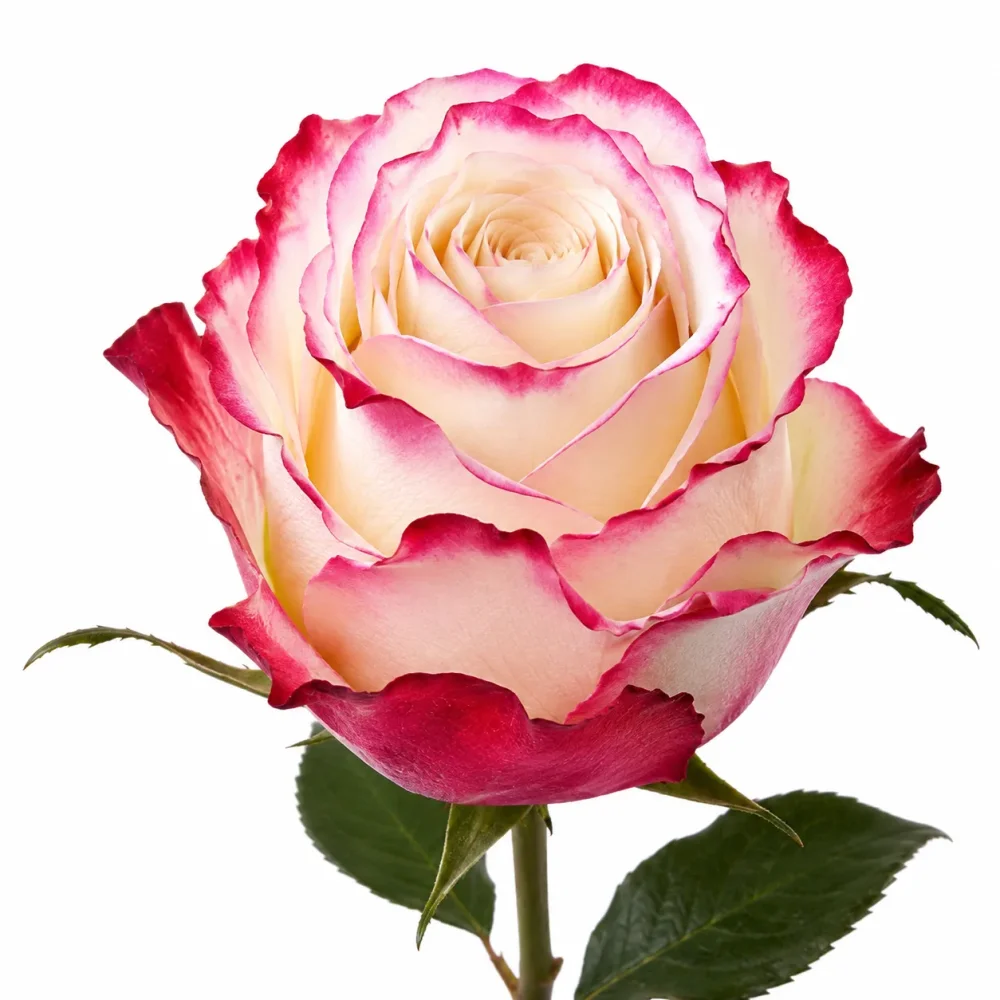 Rose 50cm Sweetnes