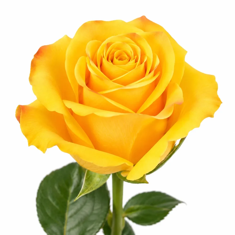 Rose Tycoon 50cm